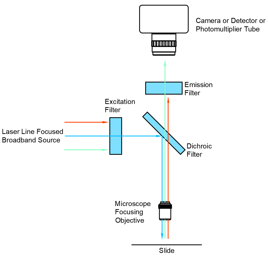 Fluorescence Microscopy Part 1 | Avantier Inc.
