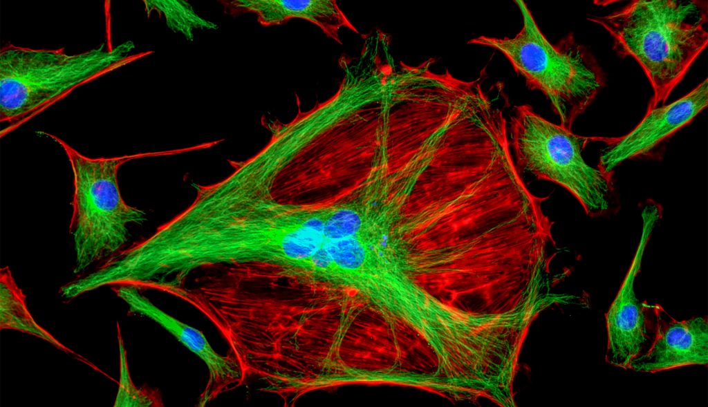 Optics in Life Science Applications, fluorescence microscopy, optical assemblies, Optics for Life Science